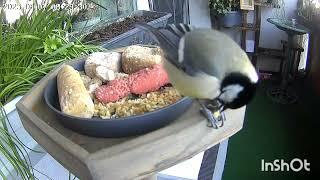 Wochenrückblick vom Vogelbalkon 