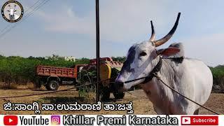 Vidyanand Awati khillar Breeding Bull ವಿದ್ಯಾನಂದ ಅವಟಿ ಅವರ ಖಿಲ್ಲಾರಿ ಬೀಜದ ಹೋರಿ ️️