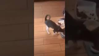 Прям шведский стол. С чего начать ##shorts #юмор #юмор24 #смех