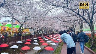 Cherry Blossom Mania: Yeojwacheon Stream Draws Crowds Despite Bad Weather [4K]