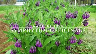 Big Medicine True Comfrey (Symphytum officinale)