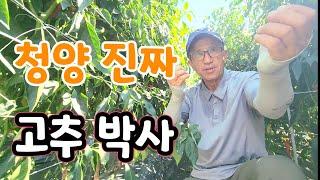 고추 박사가 알려주는 꿀팁! 97세에 청양 고추왕이 된 사연