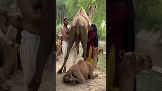 Camels in Desert #villagelife #cholistan #traditional village#india #viral