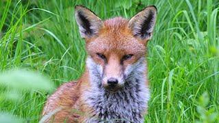 Urban Fox Relaxing in the Garden - UHD 4K