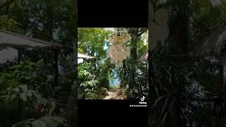 Lazy Sunday walk around wind chimes to Paradise