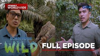 The Mystery of the Jumping Spider and the 'Wakwak' Bird (Full Episode) | Born to be Wild