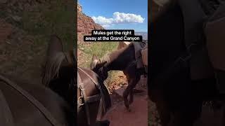 When going down the Grand Canyon… don’t mess with the mules!