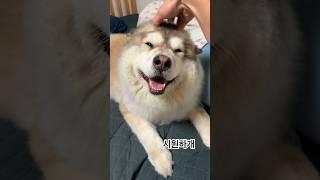 코뭉아 나도 머리좀 만져줘 맨날 나만만져주잖아     #코뭉#사모예드#cutedog