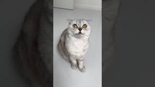 Sonya found out that Santa is not real #cat #cats