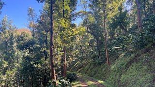 10 acre coffee and areca plantation for sale near Belur city