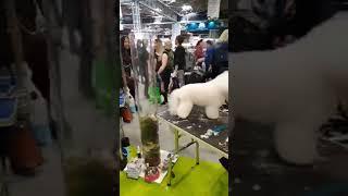 CRUFTS DOG SHOW | Grooming Demo | Dog Grooming UK