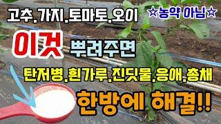 고추.가지.토마토.오이에 이것 뿌려 주면 탄저병.흰가루병. 진딧물응애총채 노린재 병해충 한방에 해결 유기농살충살균제