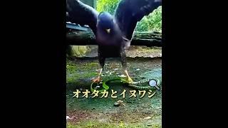 オオタカとイヌワシが戦ったら、どれくらい長く耐えられるでしょうか？ #animals
