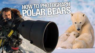 How to Photograph Polar Bears?