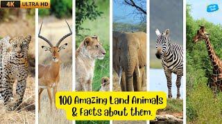 Discover 100 Amazing Land Animals for Kids with Real Footage & Fun Learning with Rhymes. #facts