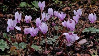 Cyclamen hederifolium / Alpenveilchen / Sowbread