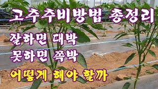 잘하면 대박 못하면 쪽박-고추추비방법 총정리