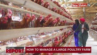 How to manage a large poultry farm