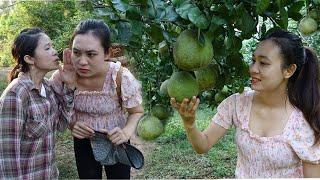 harvesting grapefruit for sale, daily life on the farm, SURVIVAL ALONE