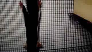 Pet Spotlight: Sunda (Prevost Squirrel)