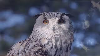 Thirsk Birds of Prey Centre