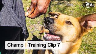 Simple Drill to Teach Champ Where to Walk Next to Me | Clip 7