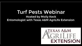 All About Turf Pests With Molly Keck 