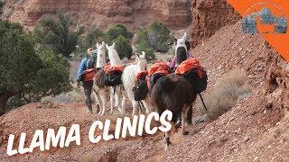 2019 FREE Llama Clinics  - Ep.74 - Llama Life