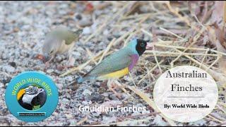 Exploring the Beauty of Australian Finches