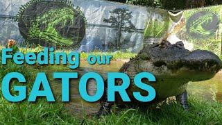 Alligator Feeding Frenzy at Southeastern Reptile Rescue.