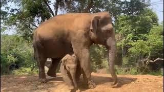 Bannerghatta National Park, Bengaluru, Karnataka
