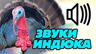 Звук индюка, как кричит индюк