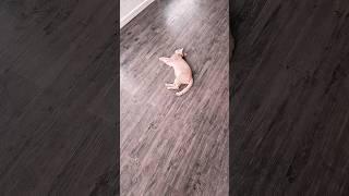 신경전을 하는 냥이들..    #라오스 #cat #pets #비엔티안