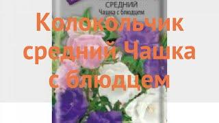 Колокольчик средний Чашка с блюдцем  обзор: как сажать, семена колокольчика Чашка с блюдцем