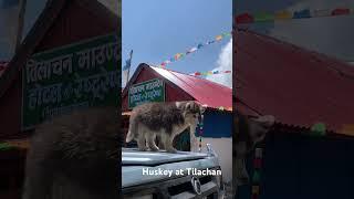 #huskey puppy  at #Tilachan #countryside #nepal 