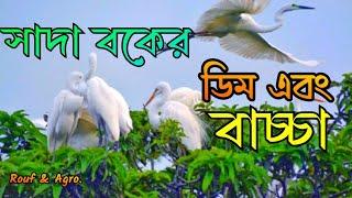 বকের ডিম এবং বাচ্চা । Herons bird। Bok pakhi। বকের বাসা। বক পাখি। সাদা বক। @RoufAgro