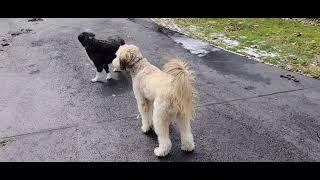 Kali and Blue cease play out of concern for groaning neighbor - Dogwalker 3/7/25