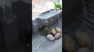 RES Bobby Takes a Shower | Turtle Pet | @Nin the Tortoise #turtles #shorts #pets #cuteturtle