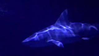 Bull Shark 2 - Oklahoma Aquarium - Nov 2017 HD