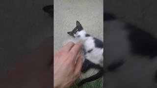 Playing with little cat