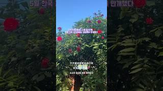 韓國vlog（2） #闆娘歐膩 #韓國人 #韓國人在台灣#娘家#韓國#淡果香#咖啡廳