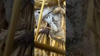 Stripping a straw roof! #thatching #shorts