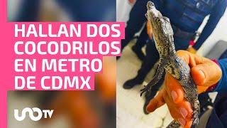 Increíble: captan cocodrilitos caminando en Metro de la CDMX