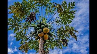 PAPAYA BLESSINGS /A Testimony/SDA COUNTRY LIVING