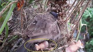 Epi 13 | Unbearable Dad's Reaction When Mom Pushed all babies Out Of the Nest in his absence