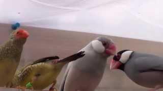 Silver Java Sparrow