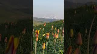 Wild tulips blooming on a quiet grassland in Ili, Xinjiang. Nature’s surprises are always sweet!