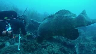 Goliath Grouper tagging along hoping for a free meal.