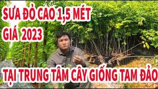 Vĩnh Phúc bán cây giống Sưa Đỏ cao 1,5 mét giá rẻ 2023 | Vườn ươm Tam Đảo 0946 301 497