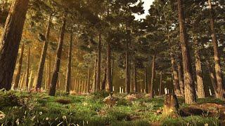 Enchanting Woodland Ambience for Relaxation, Meditation & Sleep with Melodic Bird Calls